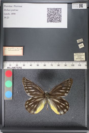 Media type: image;   Entomology 131762